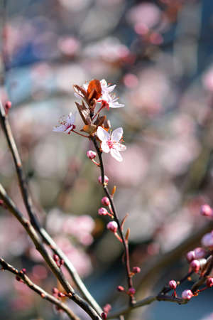 Beautiful colorful spring flower on a blooming fruit tree.の写真素材