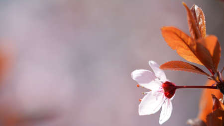 Beautiful colorful spring flower on a blooming fruit tree.