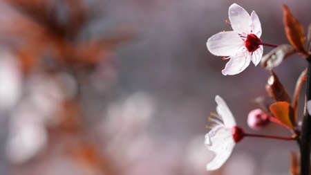 Beautiful colorful spring flower on a blooming fruit tree.