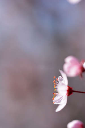 Beautiful colorful spring flower on a blooming fruit tree.の写真素材