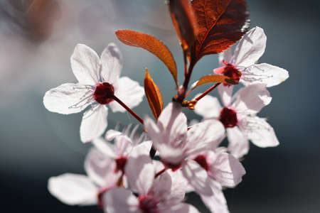 Beautiful colorful spring flower on a blooming fruit tree.