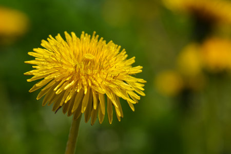 Beautiful spring yellow dandelion flower in the sunshine.の写真素材