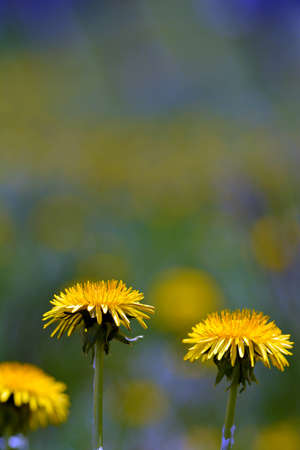 Beautiful spring yellow dandelion flower in the sunshine.の写真素材