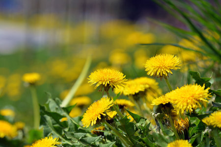 Beautiful spring yellow dandelion flower in the sunshine.の写真素材
