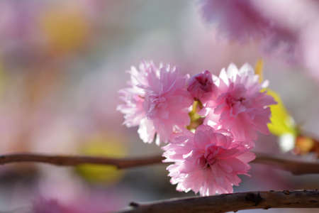 Beautiful pink flowers on a colored natural background.の写真素材