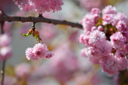Beautiful pink flowers on a colored natural background.の写真素材