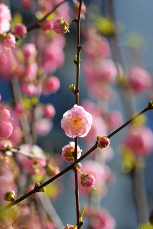 Pink flower on a decorative tree in a park in spring.の写真素材