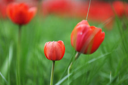 A flower bed of red tulip flowers on a background of green grass.の写真素材