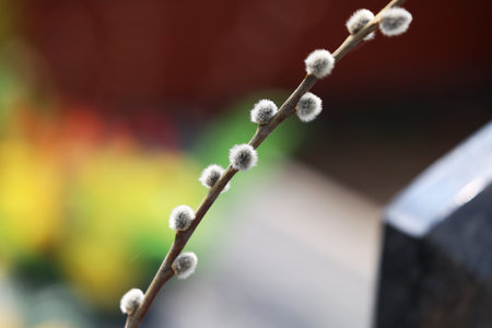 Willow branch on blurred background, shallow depth of field. spring concept