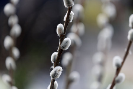 Willow branches with catkins on blurred background, shallow depth of field