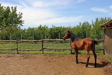 Horseの写真素材