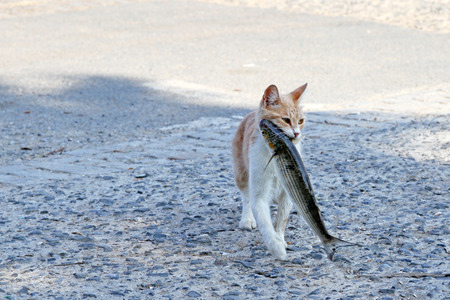 Stray cat with stolen fish in her mouthの写真素材