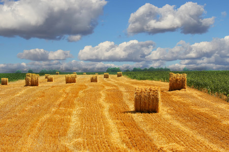 Hay bales