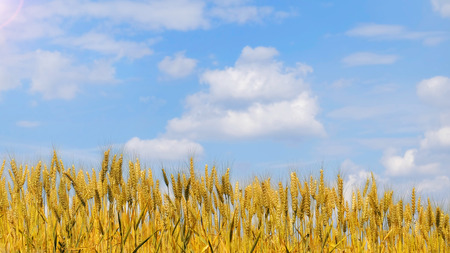 Wheat field with nice blue skyの写真素材