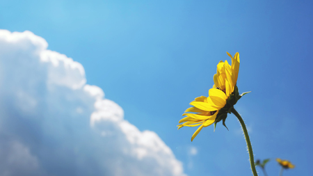 Sunflowers with cloud and sunny blue skyの写真素材