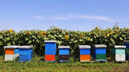 Row of colorful wooden beehives with sunflowers in the backgroundの写真素材