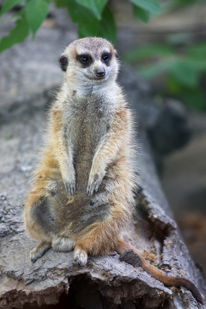 Cute meerkat or suricate on guard dutyの写真素材