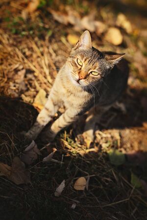 Young domestic Cat outdoors,looking and observing