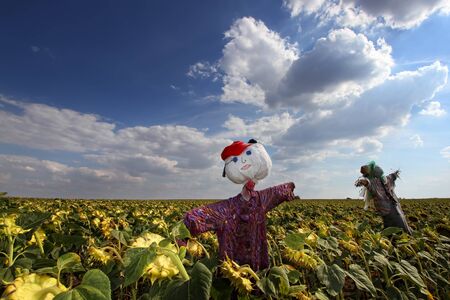 Scarecrow in sunflower field with cloudy blue skyの写真素材
