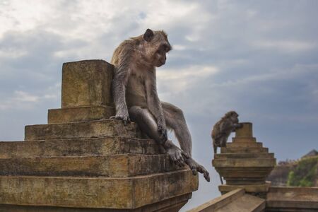 Long tailed macaque monkeys at Uluwatu temple,Bali,Indonesiaの写真素材