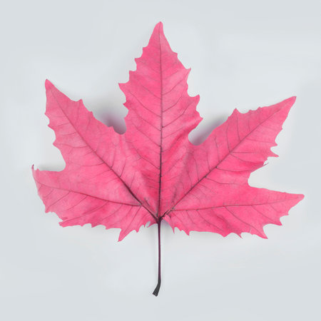 Maple leaf colored in pink on white background. Minimal autumn concept.の写真素材