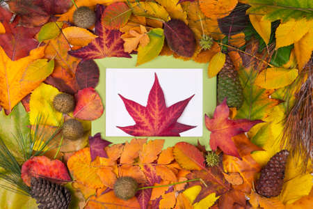 Autumn scene background with colorful leaves , minimal nature seasonal conceptの写真素材
