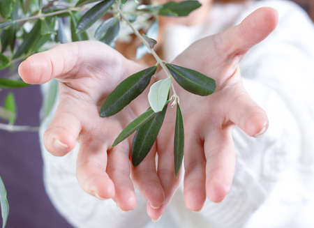 The concept of women's health and harmony. healthy lifestyle. Close up of woman's hand, palm holding an olive branch.の写真素材