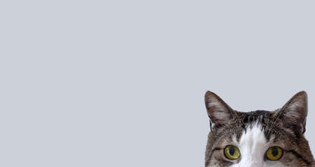 Banner close up portrait of a beautiful cute cat. Lovely pet. Mock up and copy space.. Cute pet.