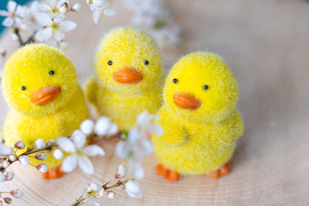 Yellow chickens on a wooden stand and flowering plum branches. Easter concept.