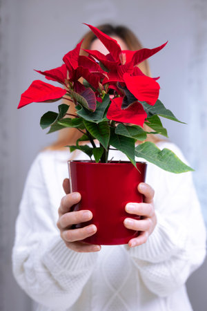 Woman in a white sweater holding a pot with Christmas poinsettia flower. Preparation for Christmasの写真素材