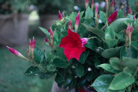 Close up and Selective focus of exotic red dipladenia or mandevilla flower with water drops in parkの写真素材