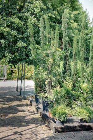 Assortment garden plants cupressusin a gardening storeの写真素材
