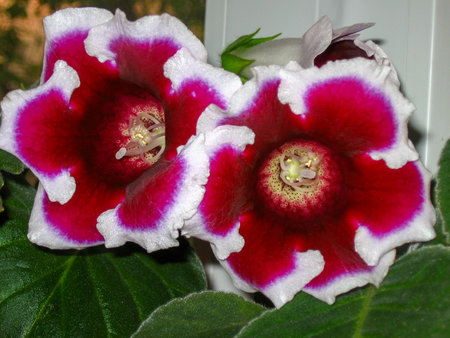 Close up and selective focus of fresh Gloxinia white edged flowers with green leaves in flower potの写真素材