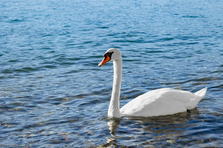 Close-up and selective focus of a white swan swimming in lake Como city of Varenna.の写真素材
