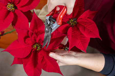 Poinsettia pruning with shears. Floriculture and plant wellness.の写真素材