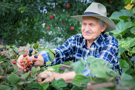 Happy elderly man in a garden hat picking ripe blackberries on a sunny day.Sustainable living, and retirement leisure. Psychological well-being and the therapeutic benefits of gardening.の写真素材