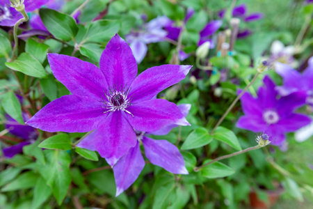 Detailed close-up of a vibrant violet clematis flower with intricate petals and a lush green...