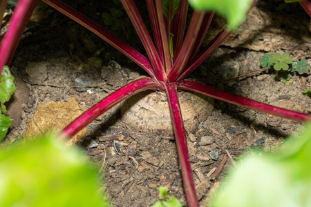 Close-up of red beetroot with lush foliage growing in garden soil