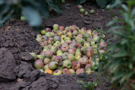 Compost pit of rotten and worm-eaten apples in a gardenの写真素材