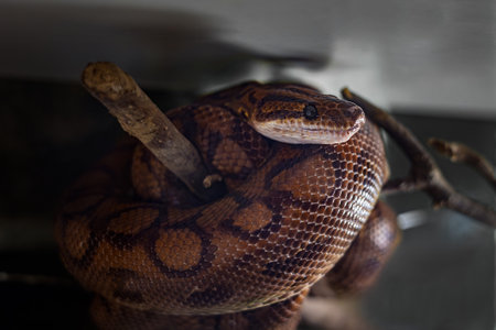 Close-up coiled brown python resting on branch.