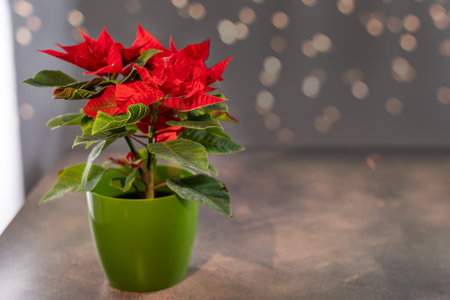 Vibrant red poinsettia in green pot with festive bokeh background.の写真素材
