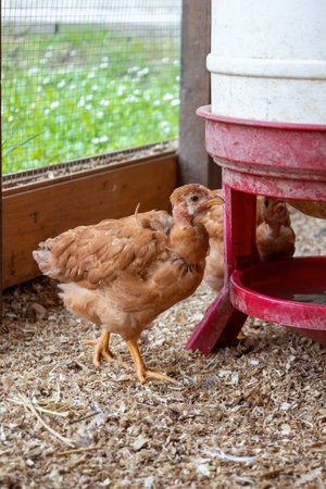 Young chickens drinking water from a feeder in chicken coop feeder in outdoor enclosureの写真素材