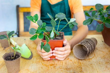 Child holding a young strawberry plant in a pot, ready for planting, symbolizing gardening,...