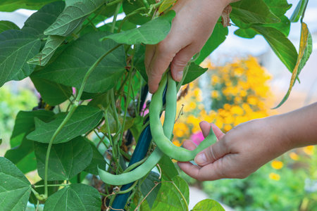Gardener picking ripe green beans from a flourishing plant in a vibrant garden, highlighting the...