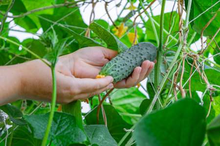Close up hands of farmer carefully examining a ripe, bumpy cucumber growing on a vine inside a greenhouse, ensuring optimal readiness for the upcoming harvest seasonの写真素材