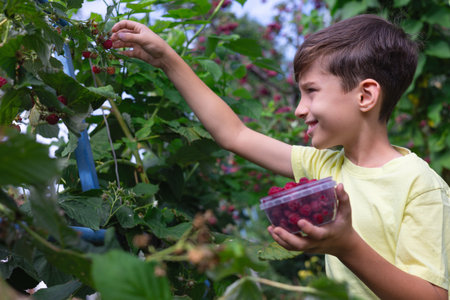 Happy child picking fresh raspberries in a container, enjoying the joys of summertime in a vibrant fruit orchard, surrounded by lush green plants and the beauty of natureの写真素材