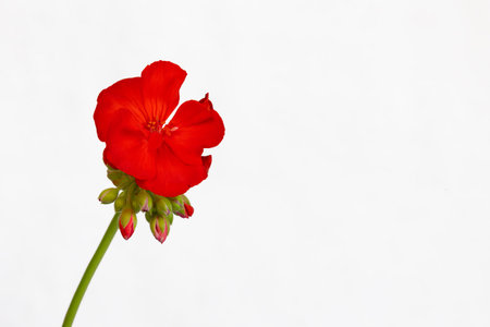 Red geranium flower blooming against a white background with copy space, highlighting the vibrant hues and intricate details of its delicate petals, embodying the beauty of nature in spring and summerの写真素材