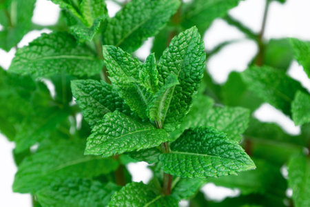 Close up vibrant green mint leaves thrive, showcasing their refreshing essence and intricate...