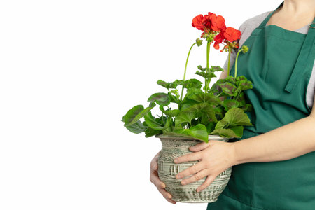 Gardener wearing green apron is holding a flowerpot with blooming red geranium, isolated on white background and copy space, gardening and plant care conceptの写真素材