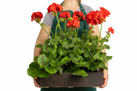 Gardener wearing green apron holding wooden crate with blooming red geranium flowers, showing vibrant blossoms and healthy foliage against a white backgroundの写真素材